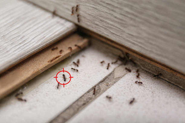Flea Control Services in Van Meter, IA