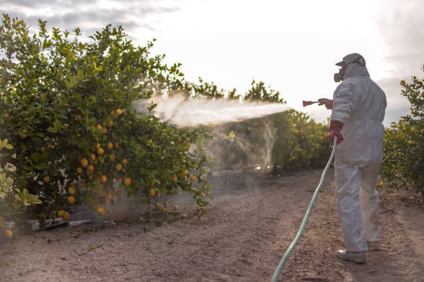 Best Termite Control Services  in Van Meter, IA